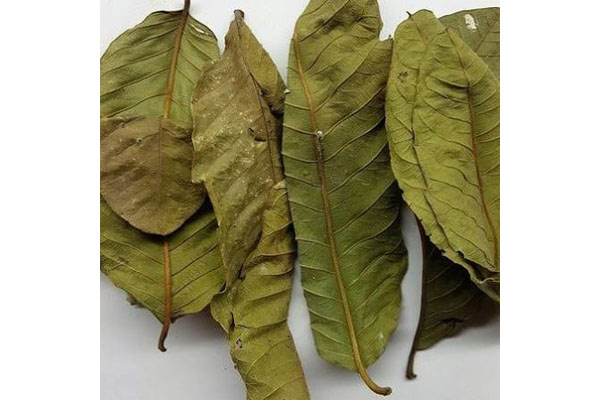 guava leaves